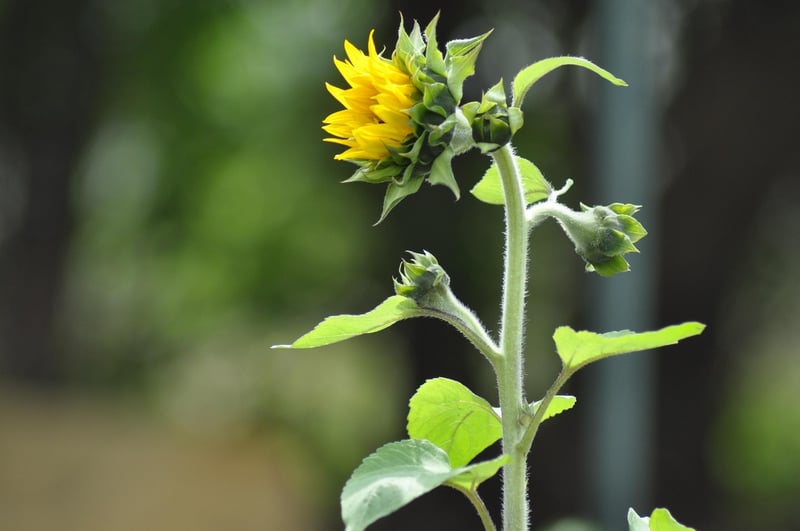 Community Garden